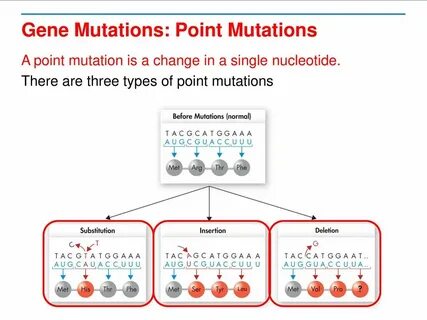 Mutations Pogil Key : Pogil Activities For Ap Biology Answer