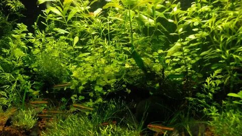 Natural Aquascape 1080p HD Wallpaper Aquascape, Hd wallpaper