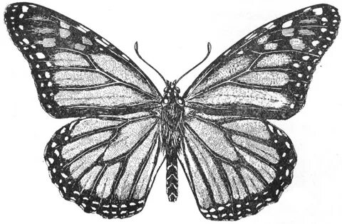 Free Monarch Butterfly Black And White, Download Free Monarc