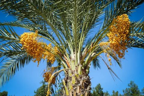 Dates, a Ramadan tradition, now grow in America ShareAmerica