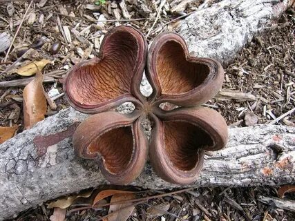 interesting seed pod from tree Heart in nature, Seed pods, H