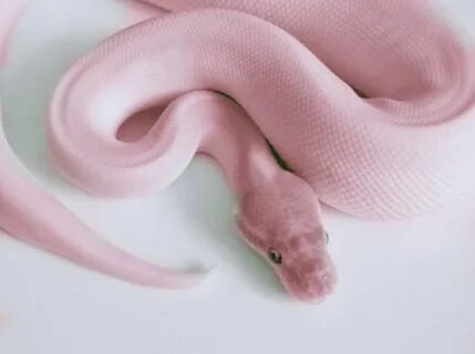 pink scary snake Animals that I love Pink snake, Snake, Snak