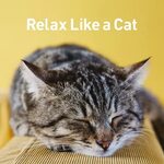 Альбом "Relax Like a Cat -心 が ほ っ こ り 落 ち 着 く 本 格 リ ラ ッ ク ス 