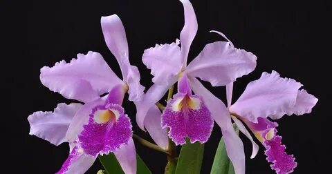 Cattleya warscewiczii care and culture Travaldo's blog