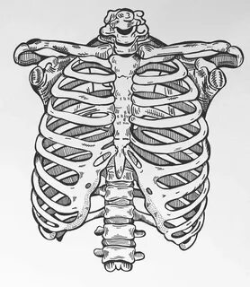 #PenDrawing #Ribcage #1 #Skeleton Skeleton drawings, Anatomy