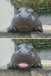 53 Baby Hippos That Will Make Everything Better Baby animals