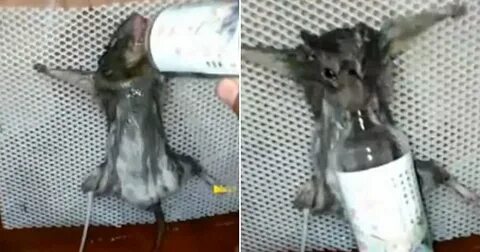 Human Torture With Rats - Zaduseki