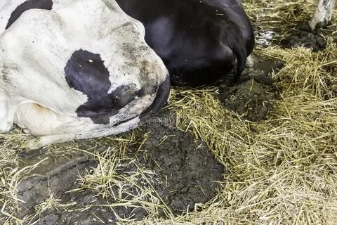 A Motley, Black White Cow Lies on the Floor in the Barn. Sto