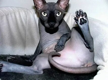 Pin by Jennifer Anne on animals Hairless cat, Cute animals, 