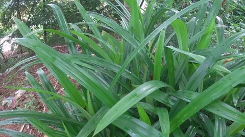 Pandan Plant in My Garden Pandanus Amaryllifolius - YouTube