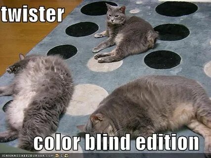 Cats play twister. Funny cat photos, Funny animals with capt