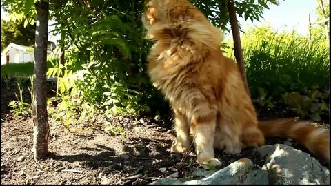 Lion in the garden (Norwegian Forest Cat) - YouTube