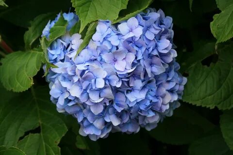 Shrub,green,flower,blue,hydrangea - free image from needpix.