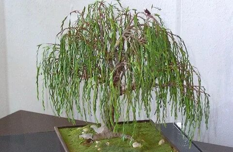 Dinner Under a Willow Tree Miniature garden, Bonsai fruit tr