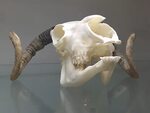 File:Jacob sheep skull at the Royal Veterinary College anato