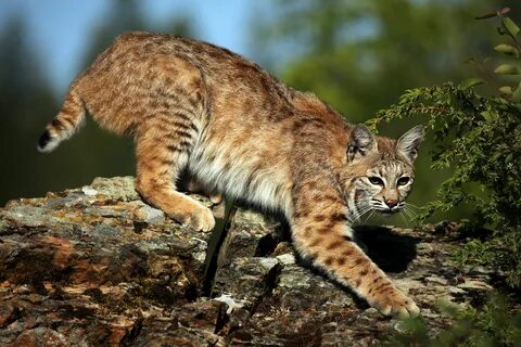 bobcat - Google Search Cats, Animals, Big cats
