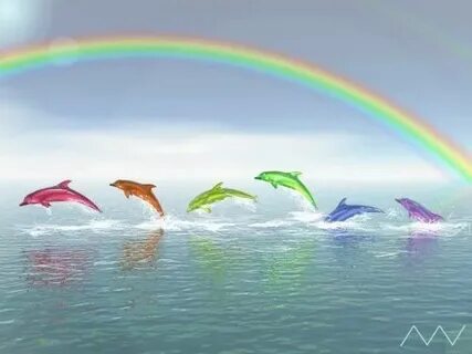 rainbow dolphins Dolphin photos, Dolphins, Cute cat wallpape