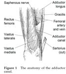 Medial Knee Pains - in Adductors - What Can You Do? Pain Med
