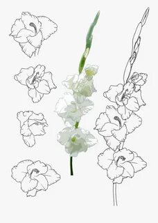 Gladiolus Drawing - Check out inspiring examples of gladiolu