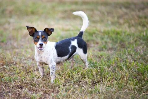 Learn About the Small but Muscular Rat Terrier Flipboard