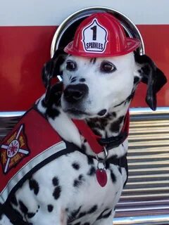 Pet Fire Safety Dog safety, Pets, Dalmatian dogs