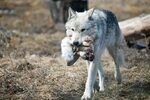 descargar imagenes de lobos solitarios Fondo de pantalla lob