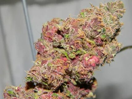 Pink Starburst cannabis for sale in USA at cheap prices