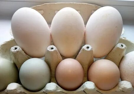 Чем гусиные яйца отличаются от куриных: внешний вид, свойств