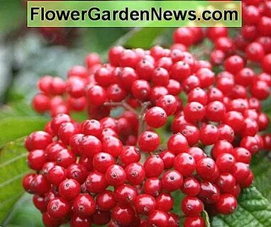 Viburnum dilatatum 'Cardinal Candy' (Linden Viburnum) 🌹 Tips