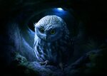 HD Wallpapers for theme: Owl HD wallpapers, backgrounds