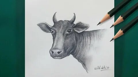 How To Draw a Cow Head Cow Head Pencil Sketch - Easy And Sim