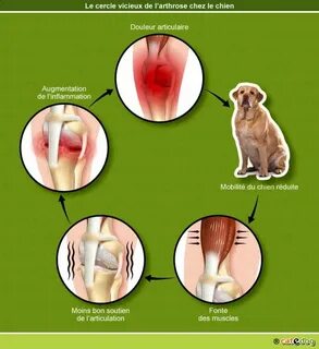 L'arthrose du chien et du chat - Clinique Vétérinaire des Ac
