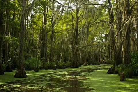 louisiana swamp Bayou green spanish moss Nature Landscape Travel the south.