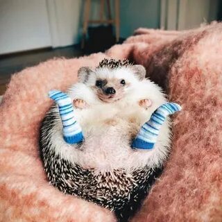 Heres a picture of a hedgehog wearing socks. Youre welcome #