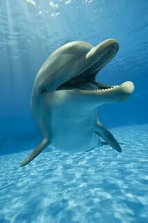 Happy Dolphin Wall Mural - Residential in 2022 Dolphins, Dol