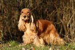 Английский кокер-спаниель: описание породы собак с фото и ви