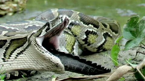 Python eats Alligator 01, Time Lapse Speed x12 - YouTube