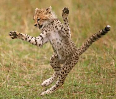 Танцуй пока молодой! гепард танец животные