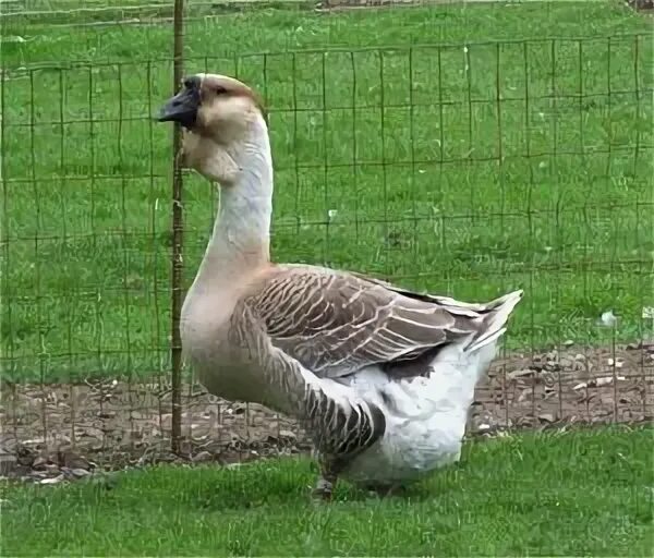 The Livestock Conservancy Livestock conservancy, Geese breed
