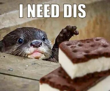 I Need Dis Otter Meme - In Otter News