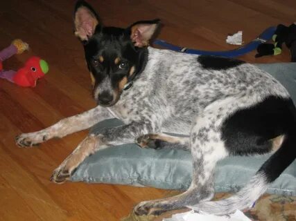 Is my Blue heeler mix really a rat terrier? Dog Forum