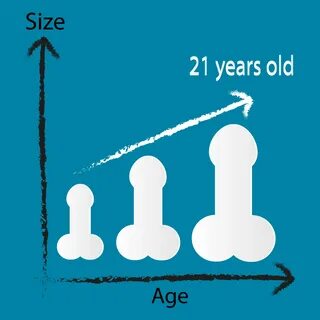 When does penis start growing When does the penis stop growi