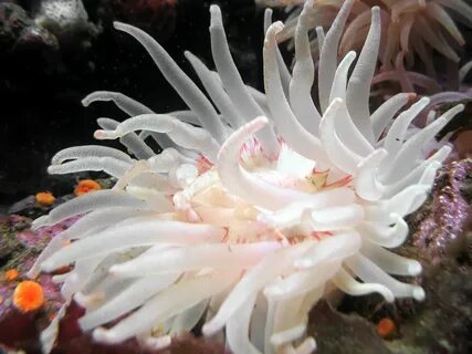 a sea anemone 28 images * Boicotpreventiu.org