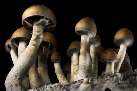 Психоделические грибы (41 фото) " фото из разных мест в мире