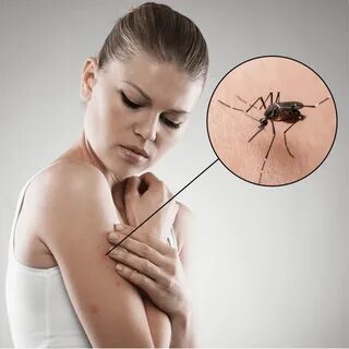 5 Most Dangerous Diseases Transmitted by Mosquitoes DETER Ou