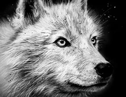 Arctic Wolf Arctic wolf, Wolf drawing, Drawings