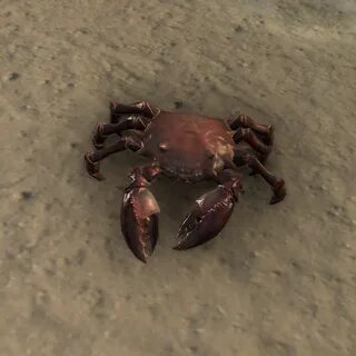 File:ON-creature-Mudcrab.jpg - The Unofficial Elder Scrolls 