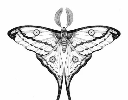 Comet moth on Behance Moth tattoo, Moth tattoo design, Luna 