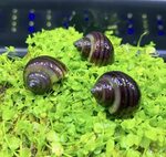 Купить 3 PURPLE Mystery Snails (Pomacea Bridgesii) Live Fres