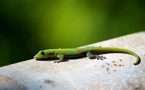 Lizard HD Wallpaper Background Image 1920x1200